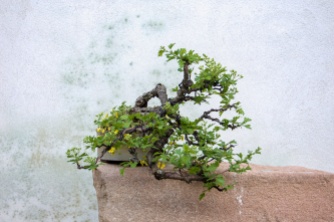 bonsai late april