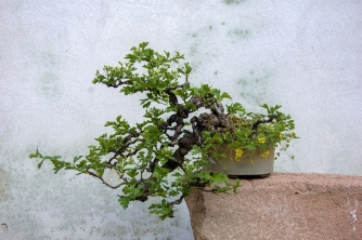bonsai late april